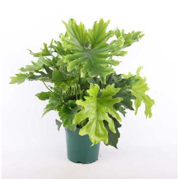 Philodendron selloum 'Hope' (Filodendron podwójniepierzasty, Bippinatifidum)