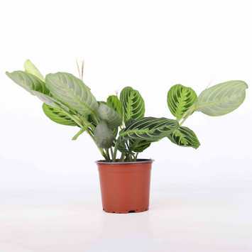 Maranta leuconeura Fascinator Tricolor