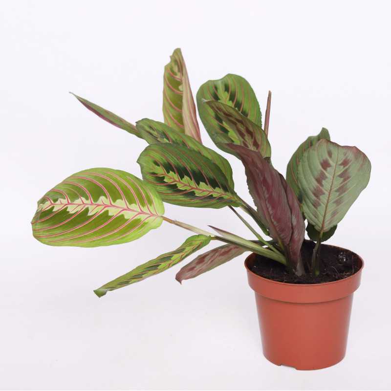 Maranta leuconeura 'Fascinator Tricolor' Maranta leuconeura 'Fascinator Tricolor'