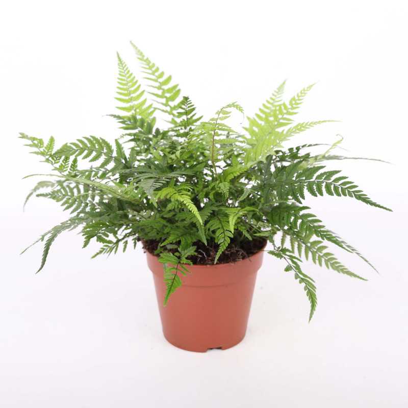 Athyrium spicatum (Paproć Wietlica) - średnica: 12 cm Athyrium spicatum (Paproć Wietlica) - średnica: 12 cm