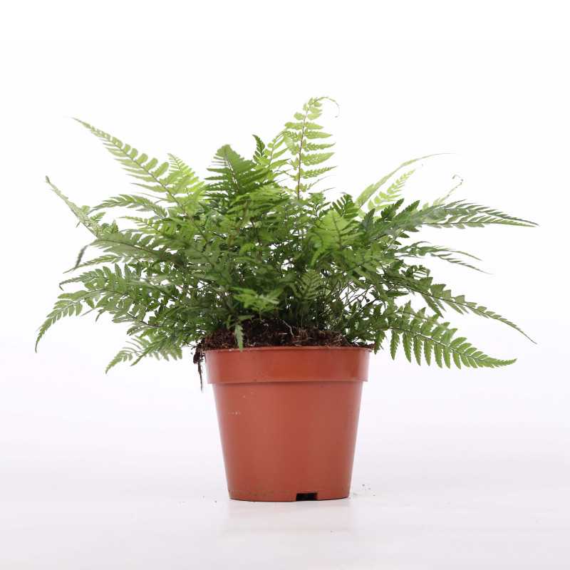 Athyrium spicatum (Paproć Wietlica) - średnica: 12 cm Athyrium spicatum (Paproć Wietlica) - średnica: 12 cm