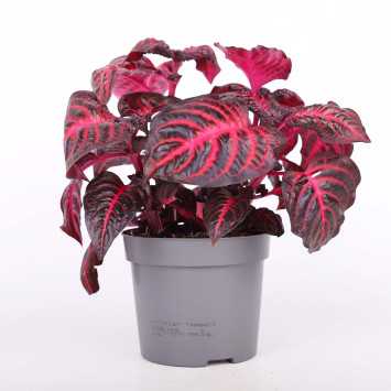 Iresine herbsti 'Bloodleaf' (Irezyna Herbsta)