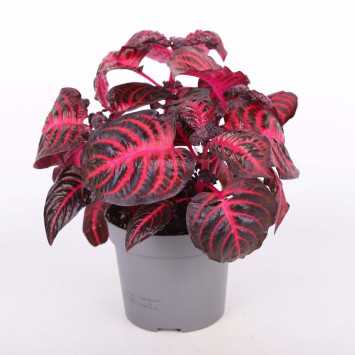 Iresine herbsti 'Bloodleaf' (Irezyna Herbsta)