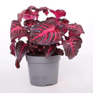 Iresine herbsti 'Bloodleaf' (Irezyna Herbsta)