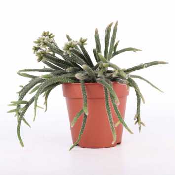 Rhipsalis pilocarpa (Patyczak) - średnica: 12 cm 