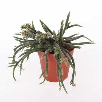 Rhipsalis pilocarpa (Patyczak) - średnica: 12 cm 