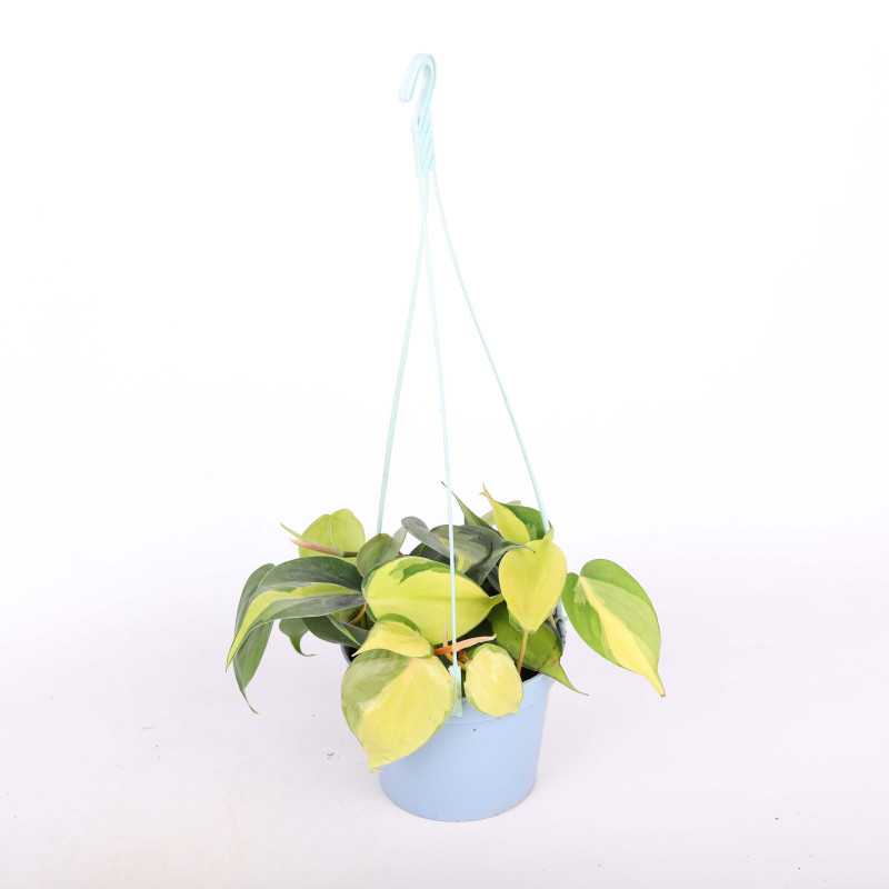 Philodendron scandens Brasil i Philodendron scandens