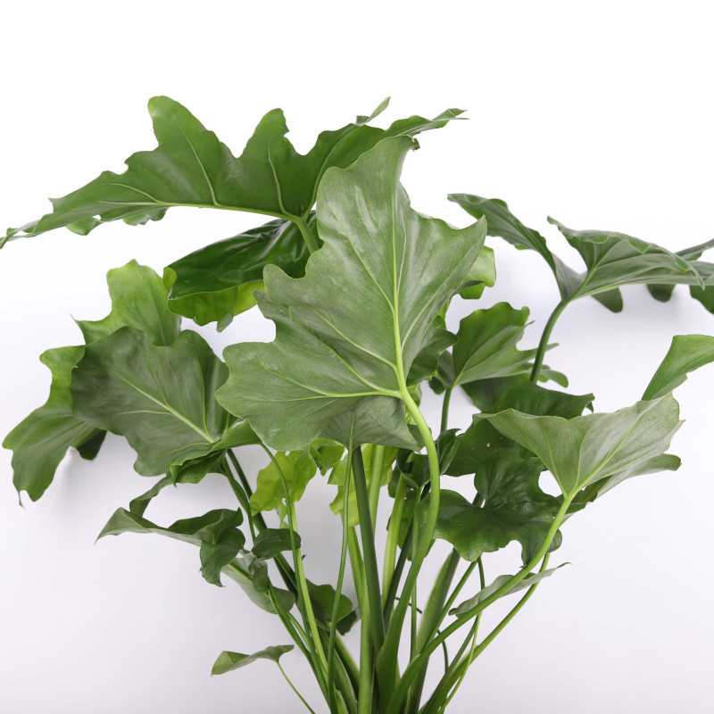 Philodendron Shangri La (Filodendron).