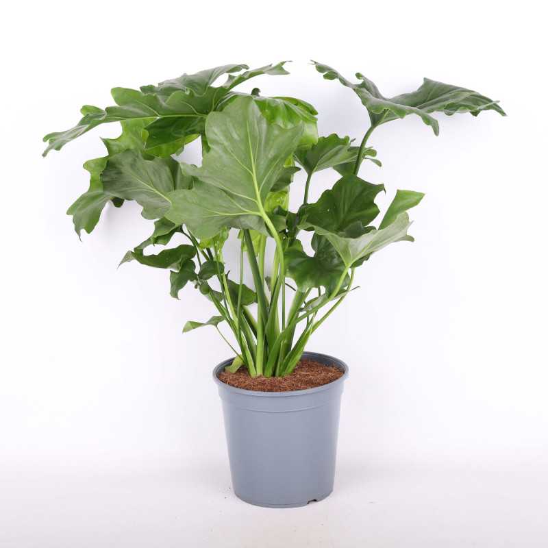 Philodendron Shangri La (Filodendron).
