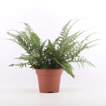 Athyrium spicatum - 17 cm