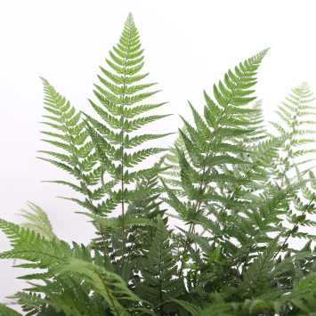 Athyrium spicatum - 17 cm