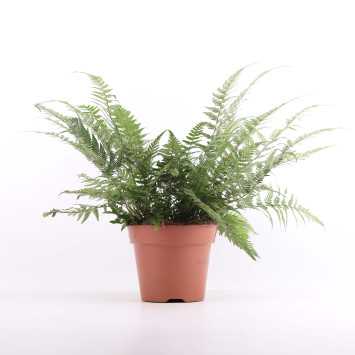 Athyrium spicatum - 17 cm