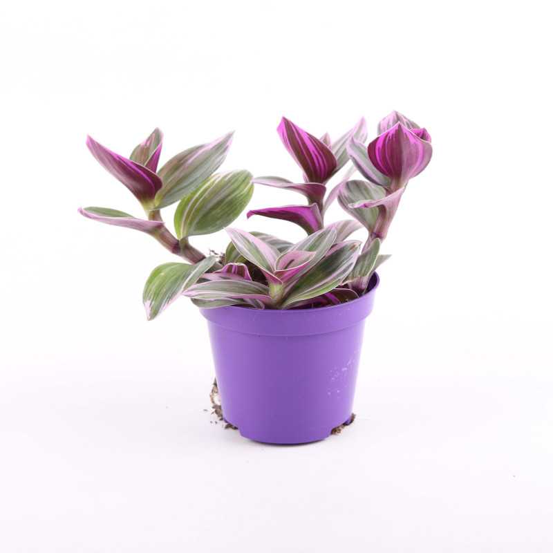 Tradescantia Nanouk (Trzykrotka) Tradescantia Nanouk (Trzykrotka)