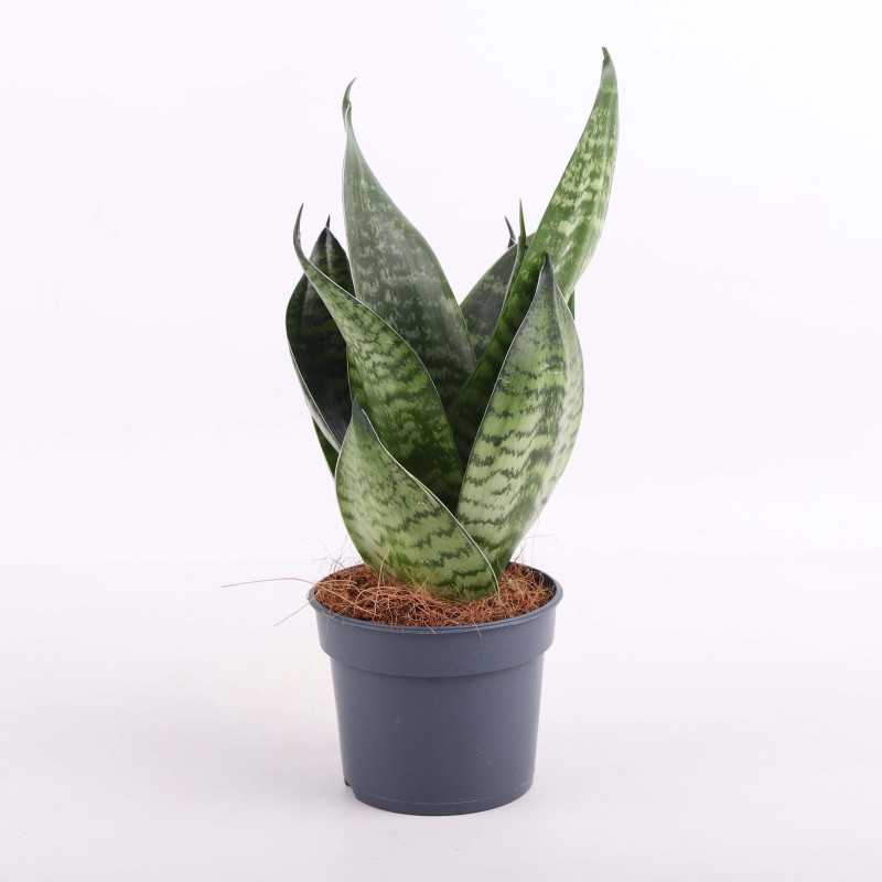 Sansewieria gwinejska 'Green Hahnii' (Sansevieria trifasciata) Sansewieria gwinejska 'Green Hahnii' (Sansevieria trifasciata)