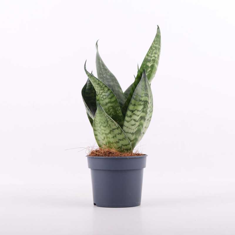 Sansewieria gwinejska 'Green Hahnii' (Sansevieria trifasciata) Sansewieria gwinejska 'Green Hahnii' (Sansevieria trifasciata)