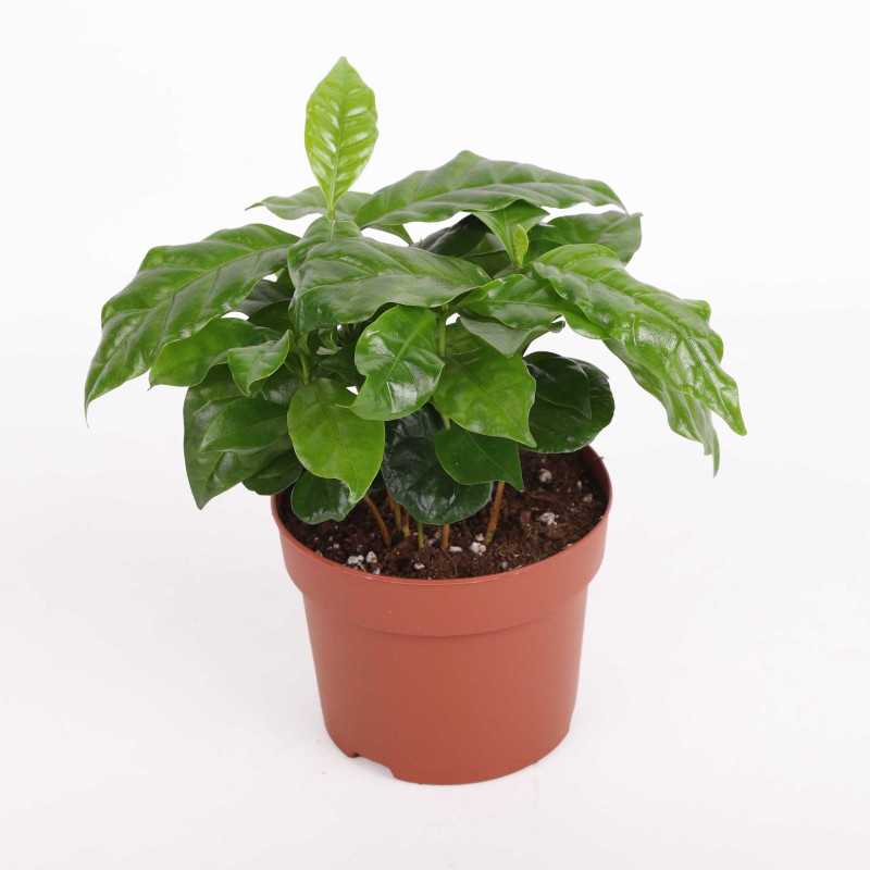 Coffea arabica (Kawa arabska) Coffea arabica (Kawa arabska)
