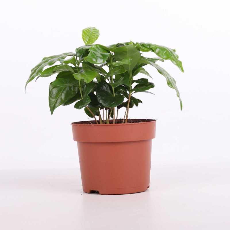 Coffea arabica (Kawa arabska) Coffea arabica (Kawa arabska)