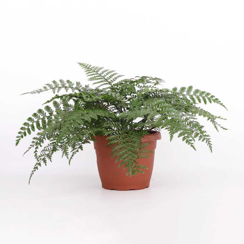 Asplenium Parvati (Zanokcica) Asplenium Parvati (Zanokcica)