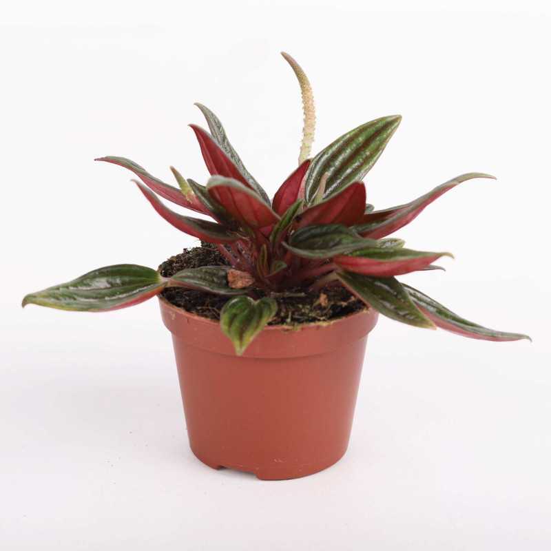 Peperomia caperata rosso (kędzierzawa) Peperomia caperata rosso (kędzierzawa)
