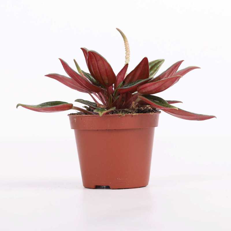 Peperomia caperata rosso (kędzierzawa) Peperomia caperata rosso (kędzierzawa)