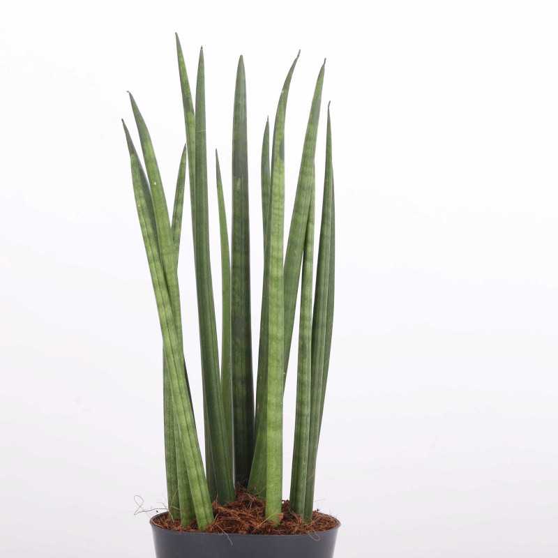 Sanseweria cylindryczna Sanseweria cylindryczna