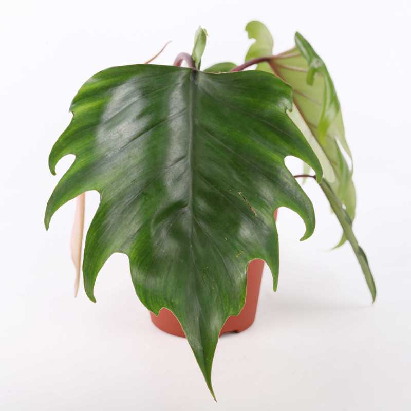Philodendron mayoi (Filodendron)