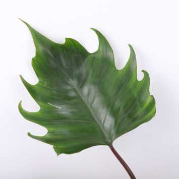 Philodendron mayoi (Filodendron)