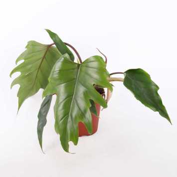 Philodendron mayoi (Filodendron)