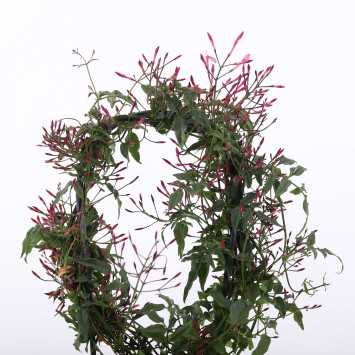 Jaśmin (Jasminum polyanthum)