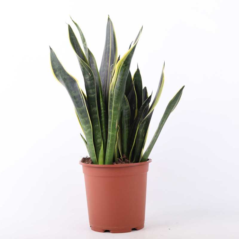 Sansevieria trifasciata ‚Laurentii’ (Sansewieria Gwinejska) Sansevieria trifasciata ‚Laurentii’ (Sansewieria Gwinejska)