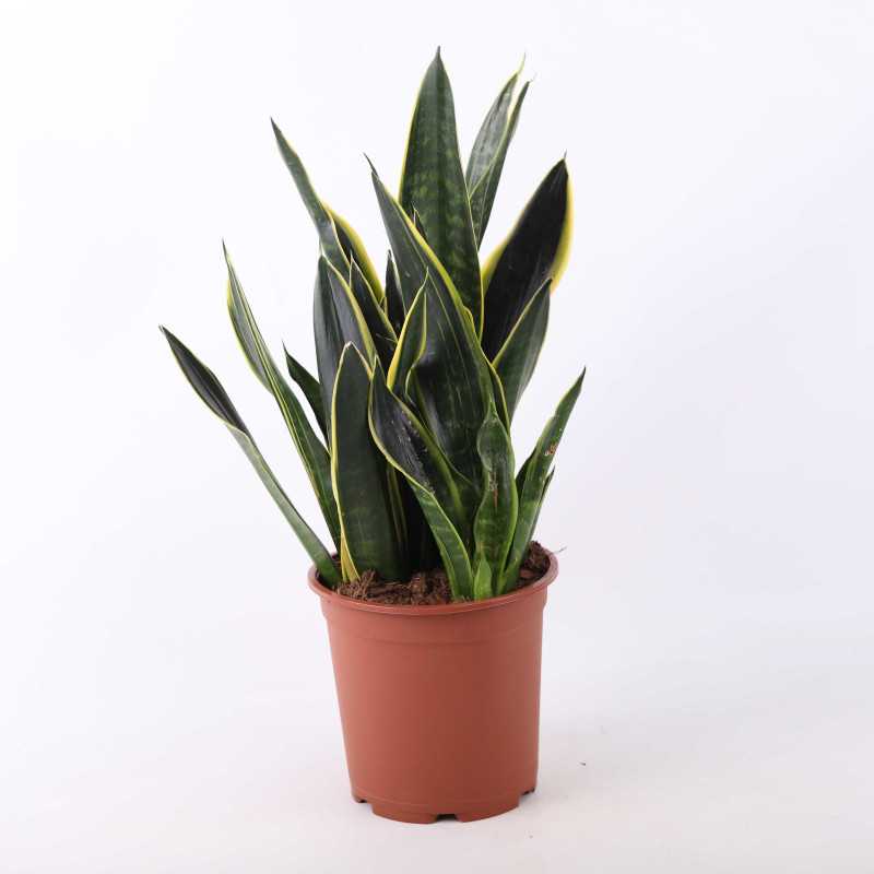 Sansevieria trifasciata ‚Laurentii’ (Sansewieria Gwinejska) Sansevieria trifasciata ‚Laurentii’ (Sansewieria Gwinejska)
