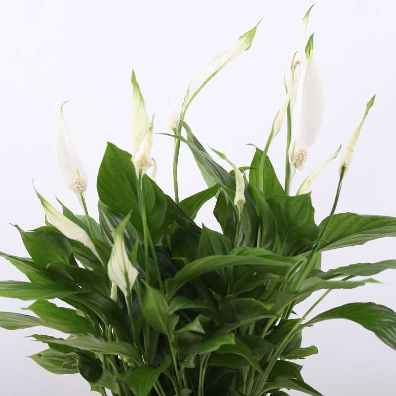 Skrzydłokwiat (Spathiphyllum)