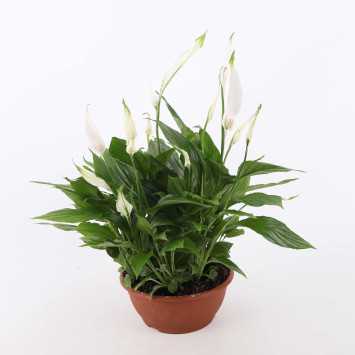 Skrzydłokwiat (Spathiphyllum)