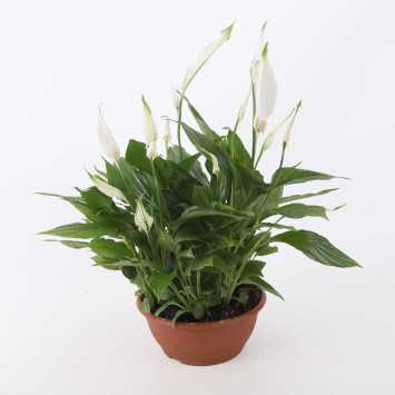 Skrzydłokwiat (Spathiphyllum)