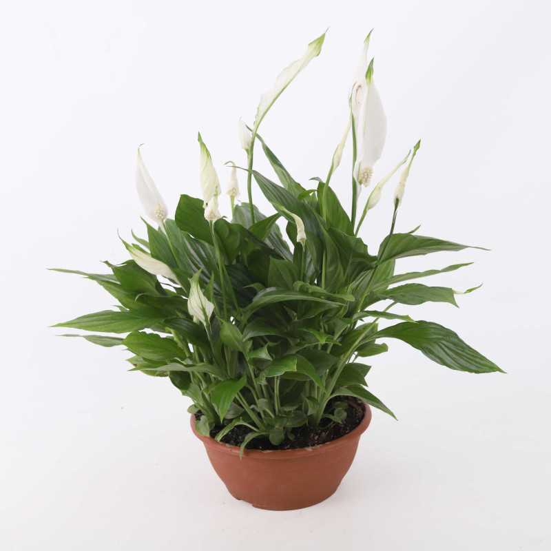 Skrzydłokwiat (Spathiphyllum) Skrzydłokwiat (Spathiphyllum)