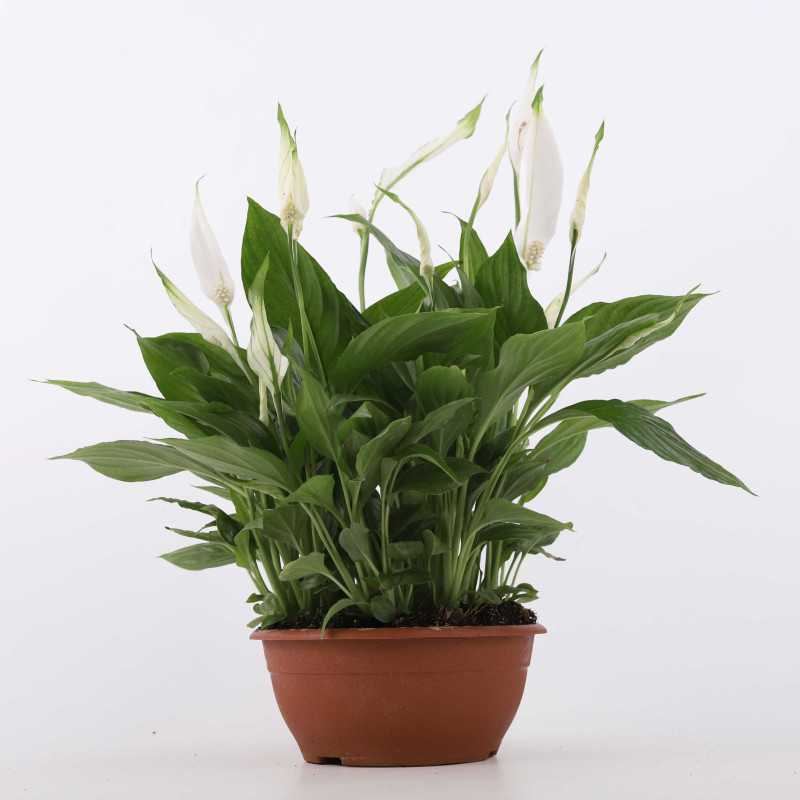 Skrzydłokwiat (Spathiphyllum) Skrzydłokwiat (Spathiphyllum)