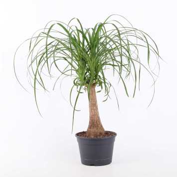 Nolina wygięta (Beaucarnea)