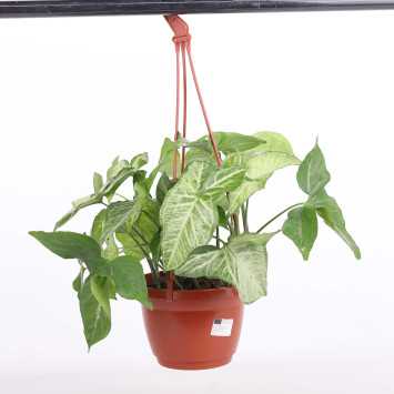 Syngonium Arrow (Zroślicha)