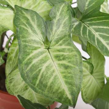 Syngonium Arrow (Zroślicha)
