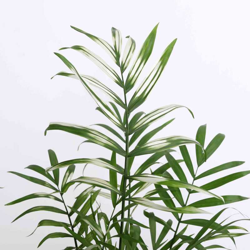 Chamedora elegans Variegata (Chamedora Wytworna kolekcjonerska) Chamedora elegans Variegata (Chamedora Wytworna kolekcjonerska)