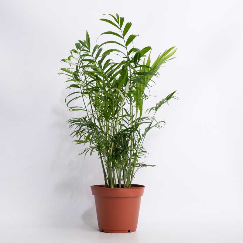 Chamedora elegans Variegata (Chamedora Wytworna kolekcjonerska) Chamedora elegans Variegata (Chamedora Wytworna kolekcjonerska)
