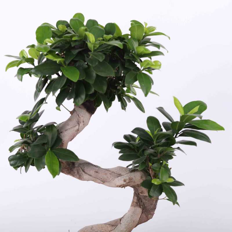 Drzewko Bonsai Ficus Ginseng