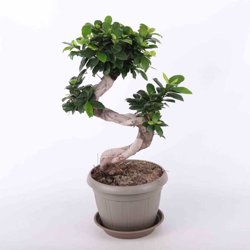 Drzewko Bonsai Ficus Ginseng Drzewko Bonsai Ficus Ginseng