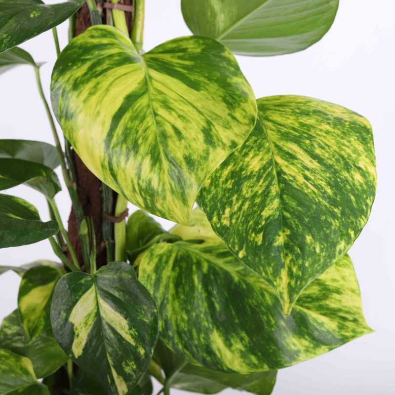 Epipremnum Aureum (Epipremnum Złociste) na pniu 85 cm Epipremnum Aureum (Epipremnum Złociste) na pniu 85 cm