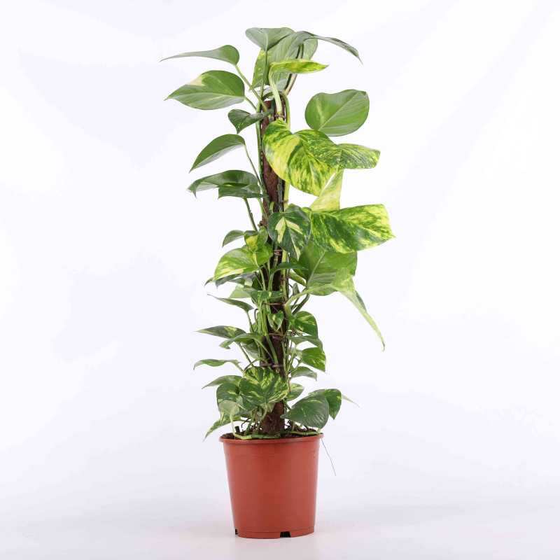 Epipremnum Aureum (Epipremnum Złociste) na pniu 85 cm Epipremnum Aureum (Epipremnum Złociste) na pniu 85 cm
