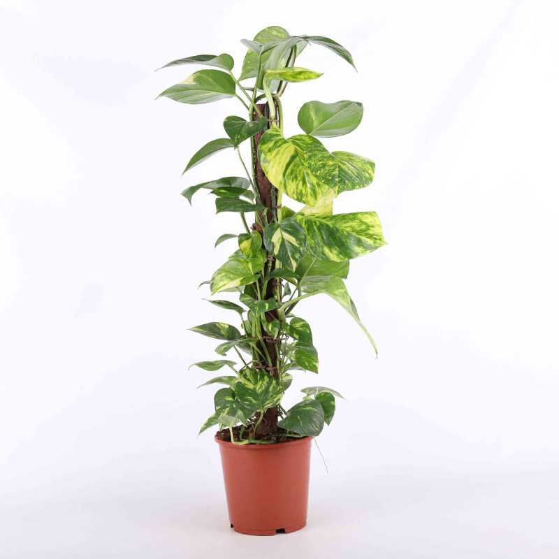 Epipremnum Aureum (Epipremnum Złociste) na pniu 85 cm Epipremnum Aureum (Epipremnum Złociste) na pniu 85 cm