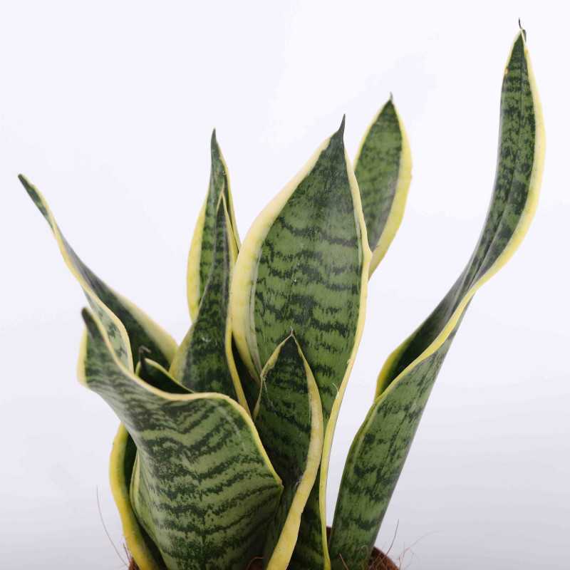 Sansewieria gwinejska (Sansevieria trifasciata 'Laurentii') - 12 cm Sansewieria gwinejska (Sansevieria trifasciata 'Laurentii') - 12 cm