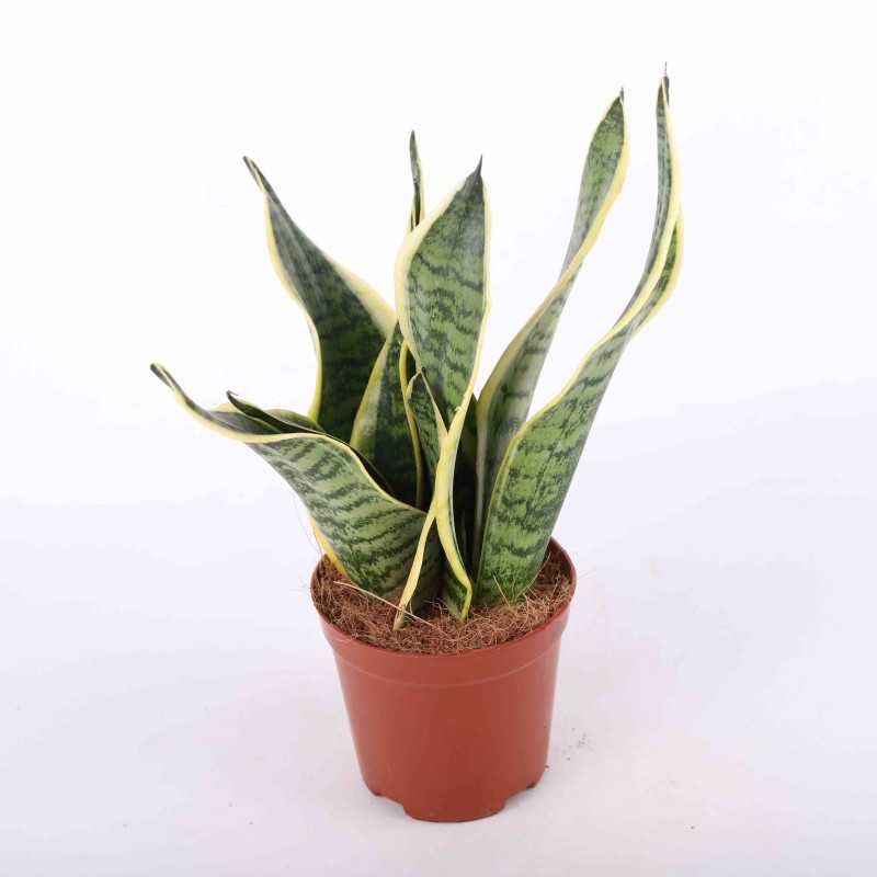 Sansewieria gwinejska (Sansevieria trifasciata 'Laurentii') - 12 cm Sansewieria gwinejska (Sansevieria trifasciata 'Laurentii') - 12 cm
