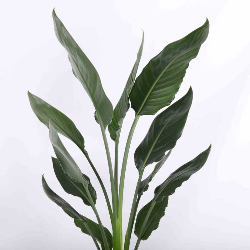 Strelitzia Reginae (Strelicja Królewska, Rajski Ptak) Strelitzia Reginae (Strelicja Królewska, Rajski Ptak)