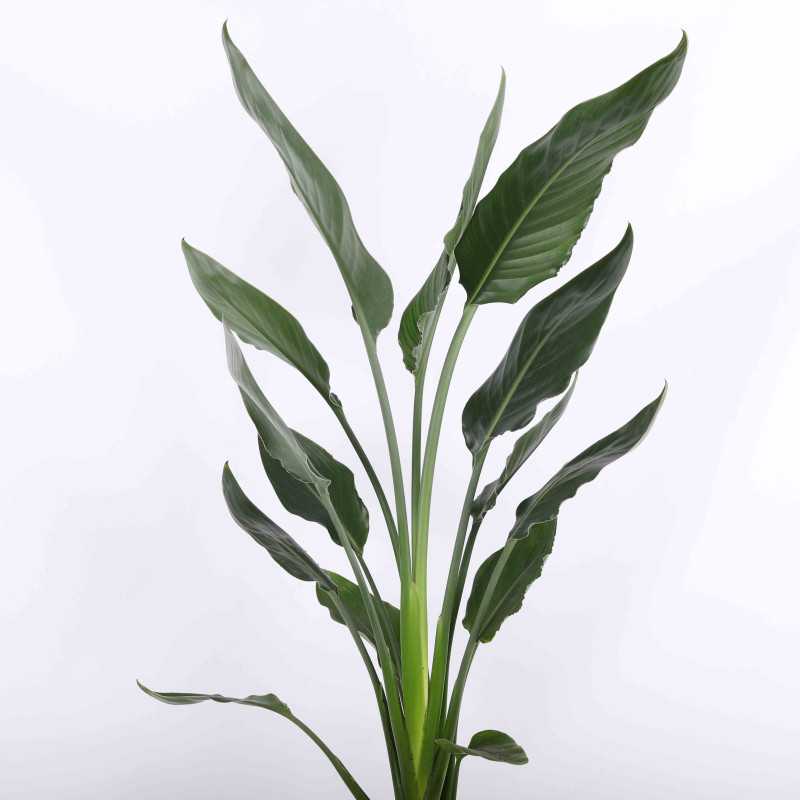 Strelitzia Reginae (Strelicja Królewska, Rajski Ptak) Strelitzia Reginae (Strelicja Królewska, Rajski Ptak)